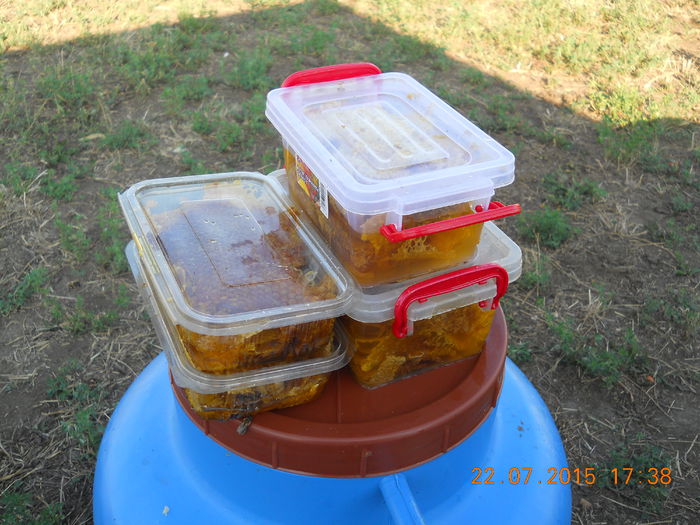 pastoral floarea-soarelui 2015 204