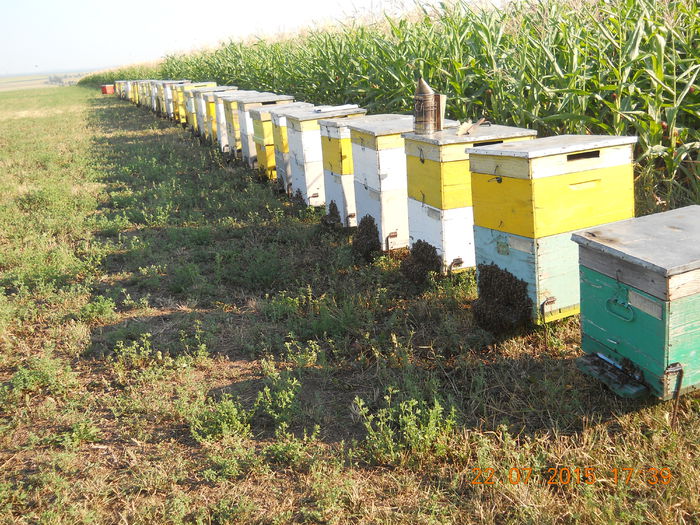 pastoral floarea-soarelui 2015 207