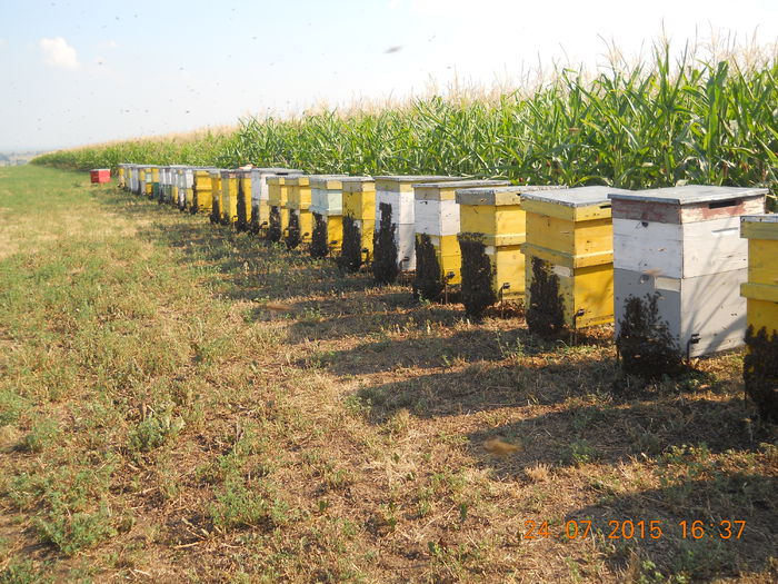 pastoral floarea-soarelui 2015 009