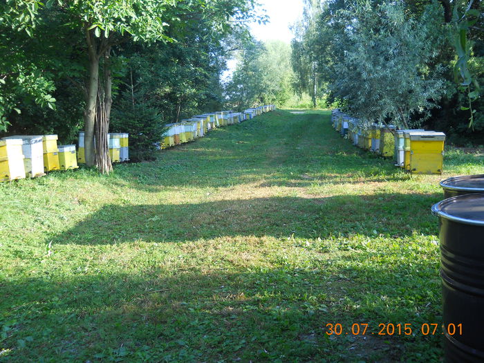 pastoral floarea-soarelui 2015 024