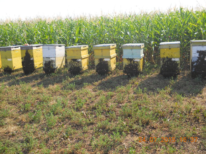 pastoral floarea-soarelui 2015 010