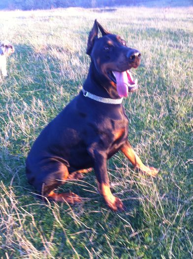 image - DOBERMANN DON DRAGON BLACKMAGIC  ANGEL