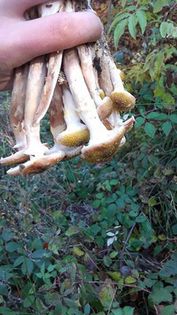 Mmmm destul de rezistenti :))