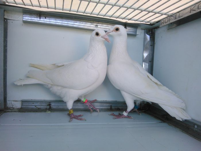 Mascul-Dv-08 si Femela Dv-09 - Porumbeii albi
