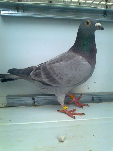 10922227_620082628118762_1239848170_n