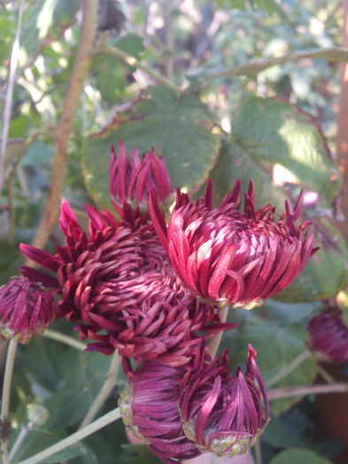 1446117221350 - Crizantemele mele 2015 octombrie