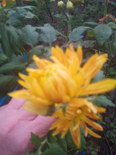 1446645097515 - Crizantemele mele 2015 octombrie