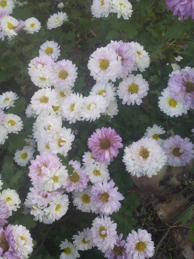 1446645152451 - Crizantemele mele 2015 octombrie