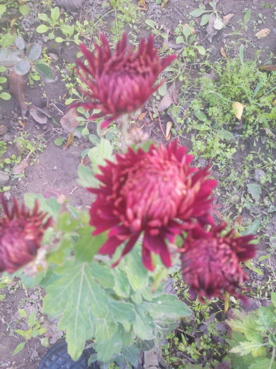 1446645167318 - Crizantemele mele 2015 octombrie