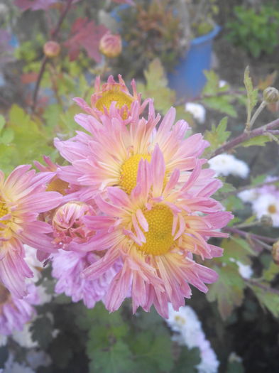 1446645302210 - Crizantemele mele 2015 octombrie