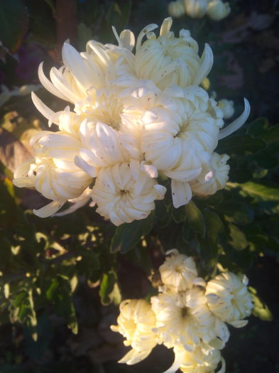 1446645694537 - Crizantemele mele 2015 octombrie