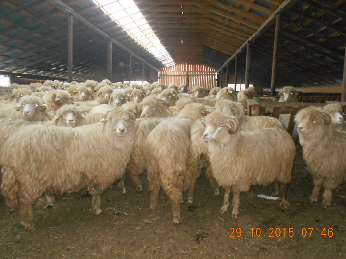 Picture 603 - turcana alba 2015