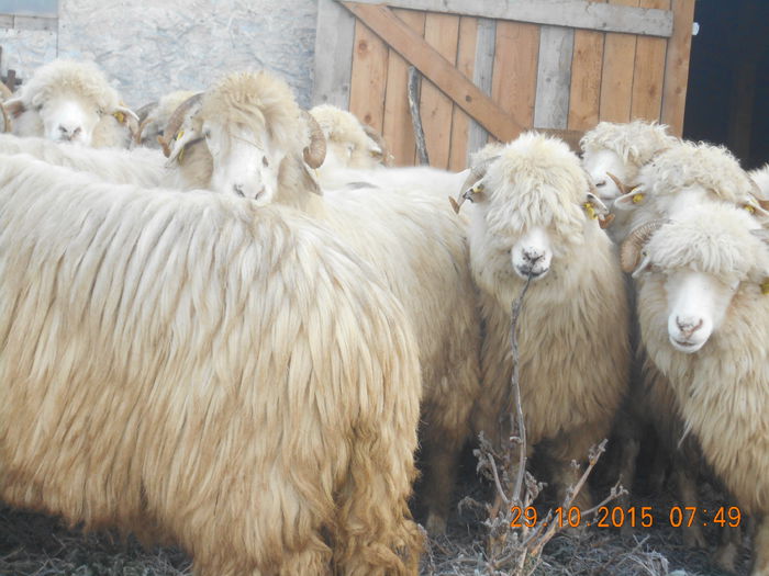 Picture 609 - turcana alba 2015