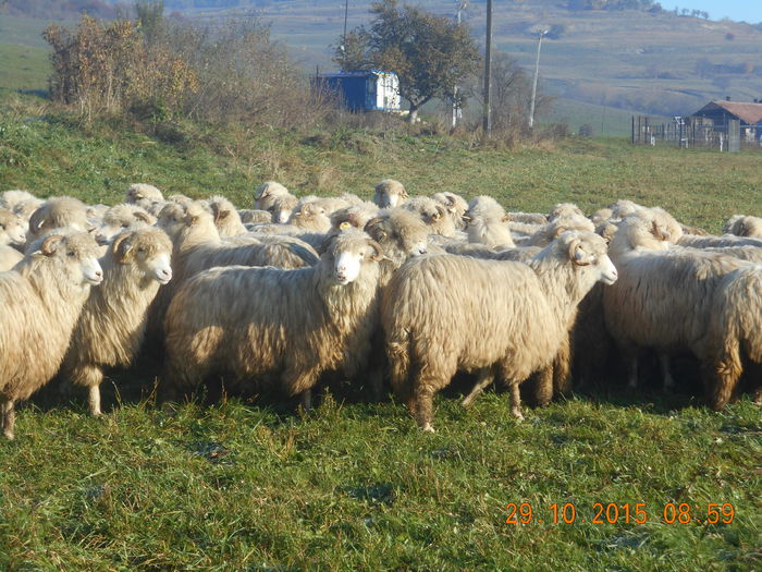 Picture 620 - turcana alba 2015