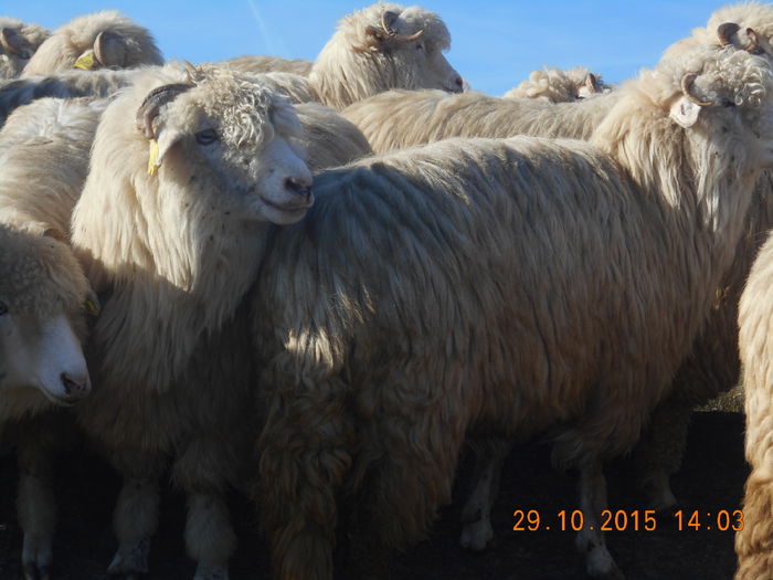 Picture 648 - turcana alba 2015