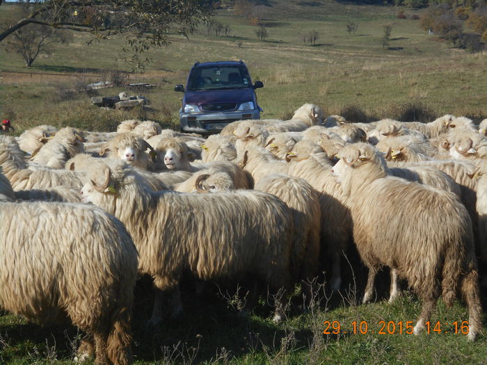 Picture 652 - turcana alba 2015