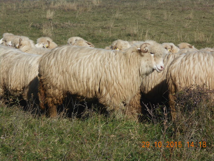Picture 659 - turcana alba 2015