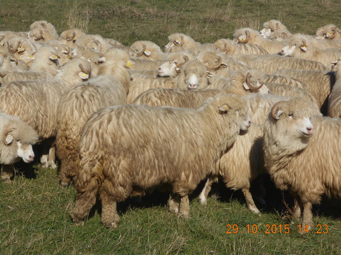 Picture 670 - turcana alba 2015