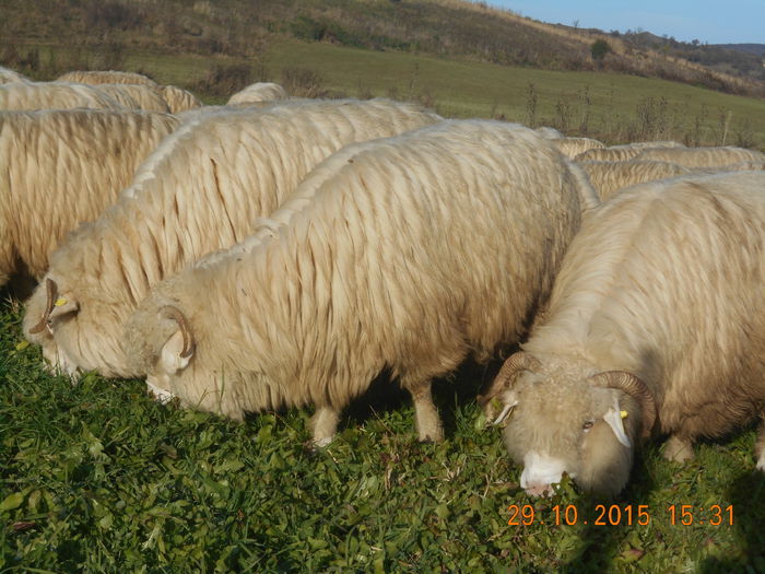 Picture 690 - turcana alba 2015