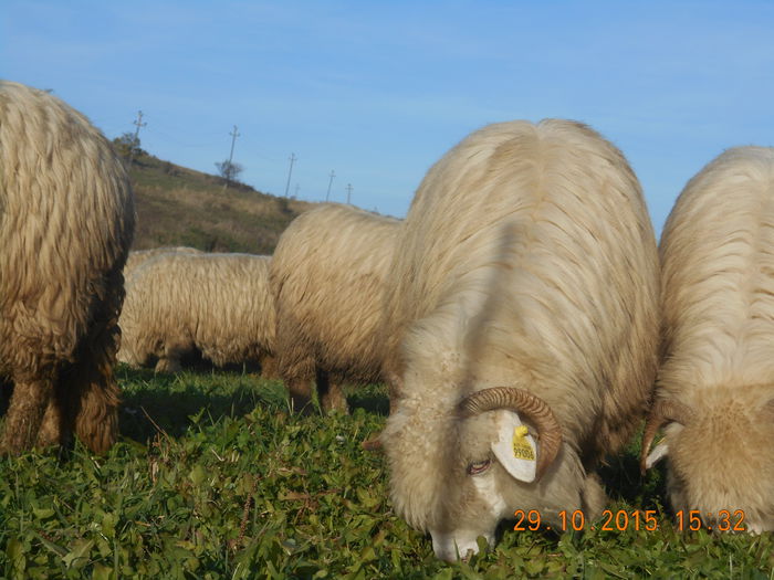 Picture 691 - turcana alba 2015