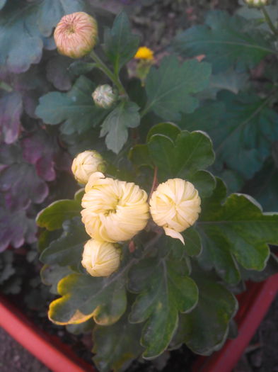 1446645581585 - Crizantemele mele 2015 octombrie