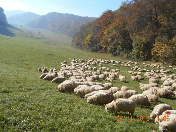 Picture 955 - turcana alba 2015