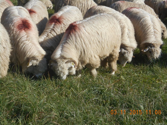 Picture 957 - turcana alba 2015