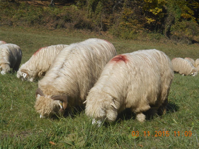 Picture 964 - turcana alba 2015
