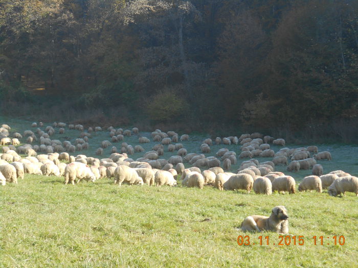 Picture 966 - turcana alba 2015