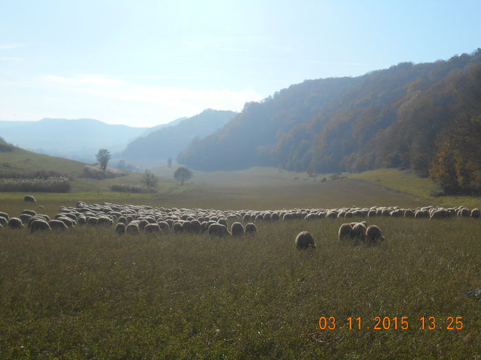 Picture 974 - turcana alba 2015