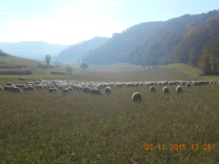 Picture 975 - turcana alba 2015