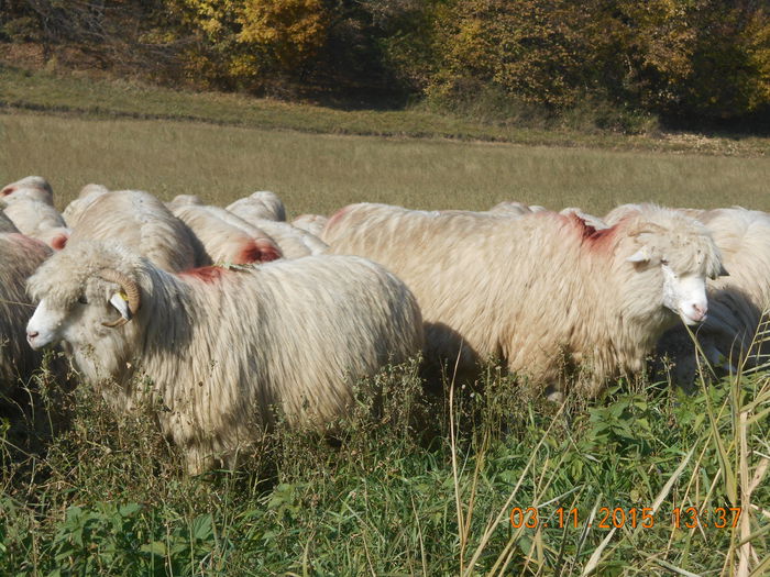 Picture 989 - turcana alba 2015