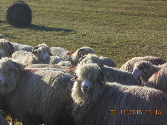 Picture 1051 - turcana alba 2015