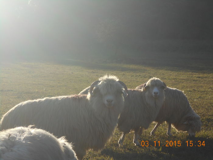 Picture 1103 - turcana alba 2015