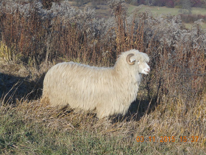 Picture 1105 - turcana alba 2015