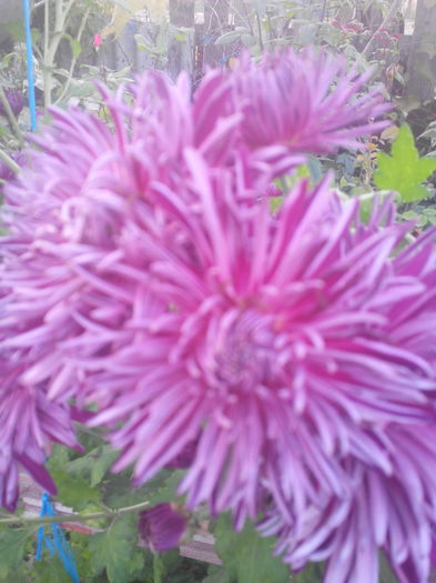 1446645363919 - Crizantemele mele 2015 octombrie