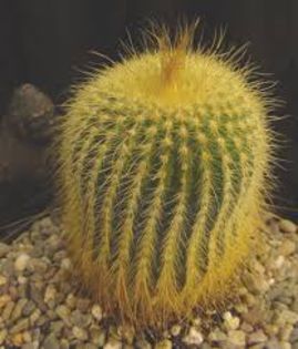nr.15-notocactus leninghausii; 5 lei
