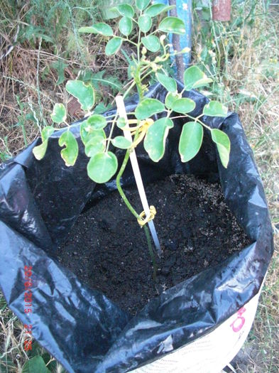 Moringa20iun - Gradina Casa si Plante Rare sau Deosebite pentru Sanatate2