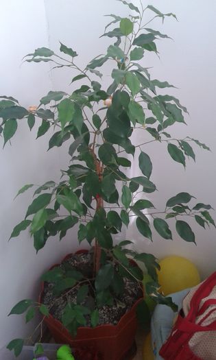 20151105_132142 - alte printese