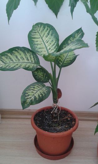 20151105_132134 - alte printese