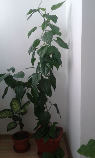 20151105_132127 - alte printese