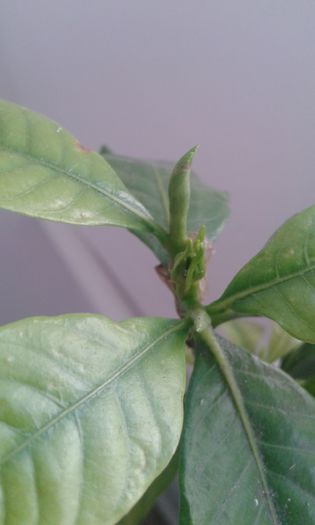 20151105_132854 - gardenia resuscitata