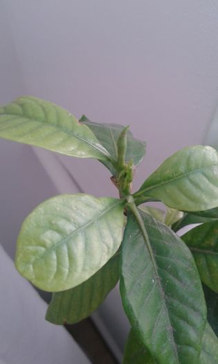 20151105_132844 - gardenia resuscitata