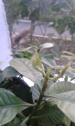 20151105_132827 - gardenia resuscitata