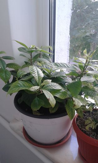 20151105_132817 - gardenia resuscitata