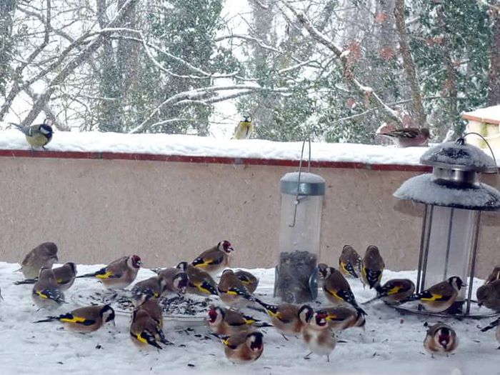 Salbaticiuni ;la noi.