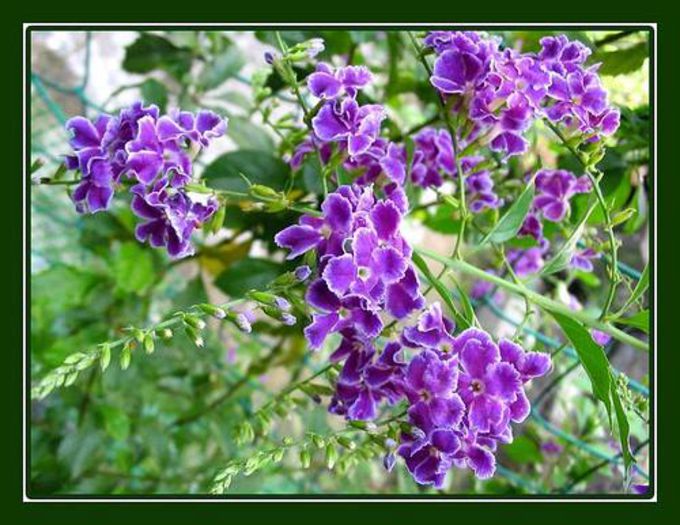  - 003-1 Duranta repens