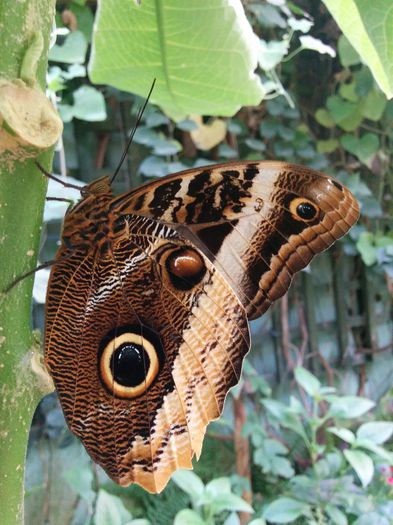 IMG_20150917_105751 - Tropical Wings - Chelmsford