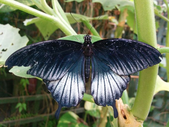 IMG_20150917_105824 - Tropical Wings - Chelmsford