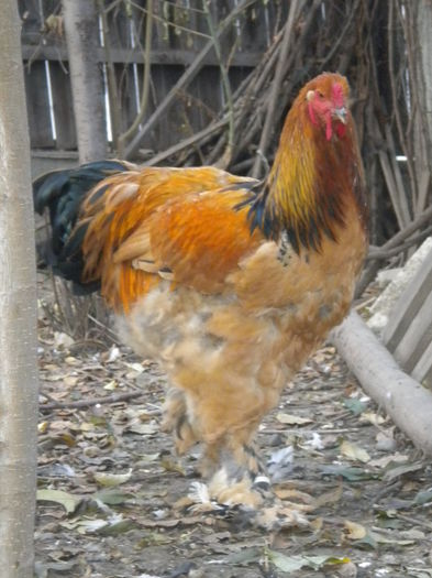 c.lot1 - TINERET 2015